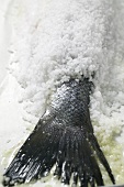 Sea bass in salt coating (detail)
