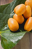 Kumquats with drops of water on leaves