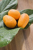 Three kumquats with drops of water on leaves