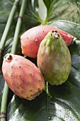 Three prickly pears on leaf