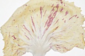 Radicchio leaf (close-up)