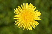 Dandelion flower