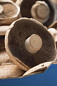 Fresh Portobello mushrooms