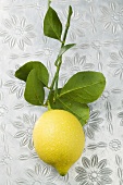 Fresh lemon with part of branch