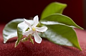 Sprig of jasmine with flower