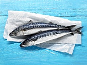Two mackerel on paper on blue painted wooden background
