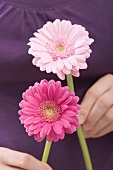 Woman holding a gerbera in each hand