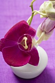 Orchid in small vase
