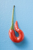 Curled red chilli on blue background