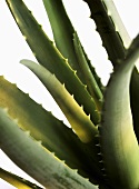 Aloe vera (detail)