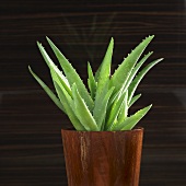 Aloe vera plant in flowerpot