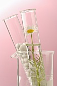 Chamomile flowers and tablets in glass tubes