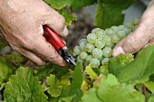 Hands cutting green grapes from the vine