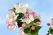 Apple blossom on the branch