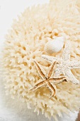 Natural sponge, starfish and snail shell on towel