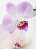 Pink orchid flowers