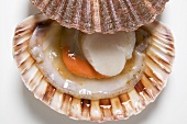 A scallop, opened