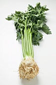 A celeriac root