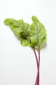 Two beetroot leaves