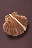 Fresh scallop with elastic band
