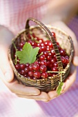 Hands holding a basket of redcurrants