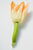 Courgette with flower