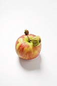 Fresh and wizened apple on stalk