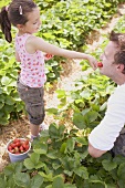 Kleines Mädchen füttert Vater mit Erdbeeren im Erdbeerfeld