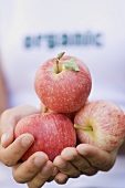 Hands holding a few organic apples