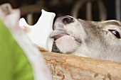Calf licking a salt block