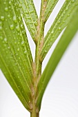 Palm leaf with drops of water (close-up)