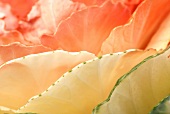 Ornamental cabbage leaves (close-up)