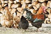 Hens in front of a woodpile