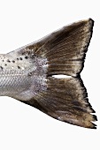 Tail fin of a Tasmanian salmon
