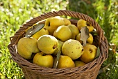 Fresh quinces in a basket on grass