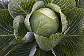 Cabbage from above