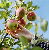 Hand pflückt einen Apfel vom Baum