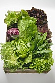 Assorted lettuces and salad leaves in crate