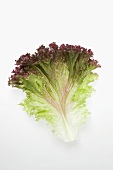 A lollo rosso lettuce leaf