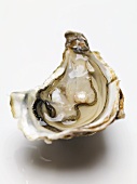 Half an oyster with pearl