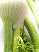 Fenchel, Bildfüllend