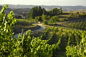 Villa Pillo Estate, Tuscany, Italy