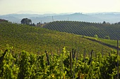 Vineyard of Villa Pillo Estate, Tuscany, Italy