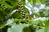 Coffee cherries (unroasted coffee beans)
