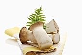 King oyster mushrooms on table mat
