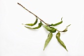 Praew leaves (Vietnamese coriander)
