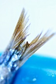 Tail fin of a fish (close-up)