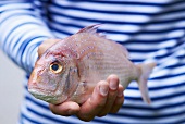A hand holding a red snapper