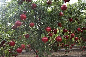 Granatäpfel am Baum