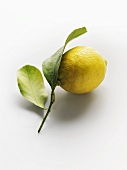 Lemon with leaves